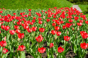 Fototapeta premium Red tulips green grass