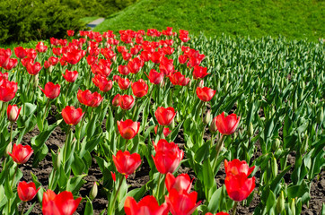 Red tulips green grass