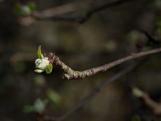 Apple tree bud on twig