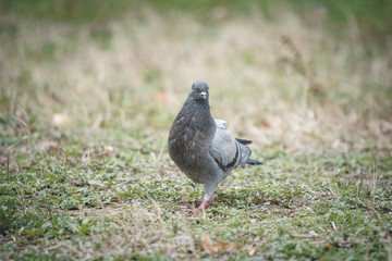Pigeon looking for food in green grass