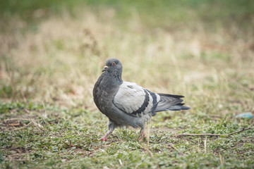 Pigeon looking for food in green grass
