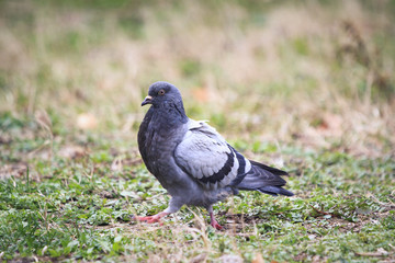 Obraz premium Pigeon looking for food in green grass