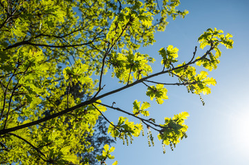 Salzburg, Hellbrunn, natur, fremdenverkehr