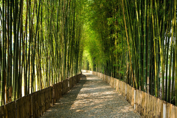 Bamboo grove with walk way and sun light background