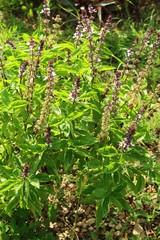 Basil tree at organic in the garden