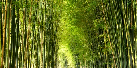Crédence de cuisine en verre imprimé Bambou Forêt de bambous de panorama ou bosquet de bambous et fond clair du soleil