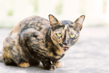 Cute cat looking at camera, funny cat