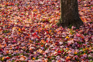 Red maple leaves carpet on ground