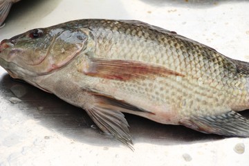 Fresh fish for cooking in the market