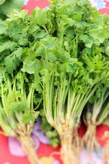 Fresh coriander for cooking in the market