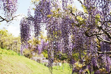 Fototapeta premium Yokosuka Iris Garden Capitão Wisteria