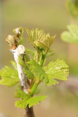Leaves grapes in the vineyard with nature