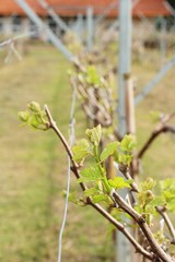 Leaves grapes in the vineyard with nature