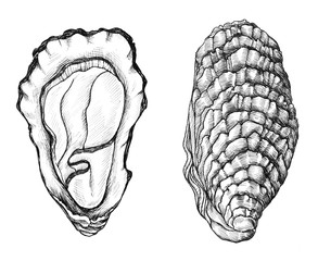Hand drawn oyster salt-water bivalve © Rawpixel.com