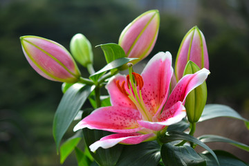 Fototapeta premium Beautiful pink flower of lily in the summer garden. Delicate rose lily buds.