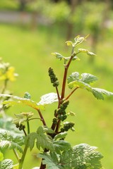 Leaves grapes in the vineyard with nature