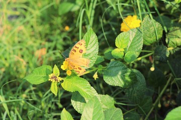 Butterfly with beautiful flower in the nature