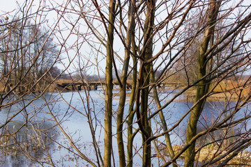 Branches of young trees without leaves on the background of the river. In the background there is a wooden bridge. Background is blurred. Early spring. Sunny day.
