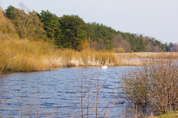 A white swan floating on a wild river. There are waves on the water. On the banks grow bushes, in the background there is a pine forest. Sunny spring day.