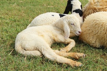 Fototapeta premium Sheep in the farm with the nature