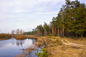 Large pine forest on the banks of the river backwater. Calm water, reeds. The road going along the shore to the forest. On the banks grow bushes. Sunny spring day with clouds and haze.
