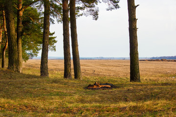View of the spring fields through pine trunks. In the distance, you can see the forest. In the center of the picture in the foreground there are the remains of a campfire.