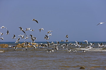 The seagulls fly at sea