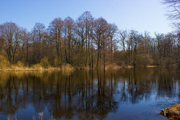 Fototapeta premium Tress and reflections. Oak and alder wood with reflection in the water of the river. Beautiful drawing of branches and trunks. Calm flow. Sunny spring day with clea bluer sky.