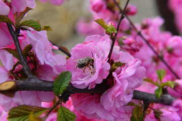 The cherry blossom in the park
