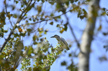 Grey herons nest tree
