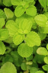 Pepper mint leaves in garden with nature