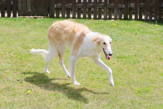 ボルゾイ 大型犬 Images Browse 77 Stock Photos Vectors And Video Adobe Stock