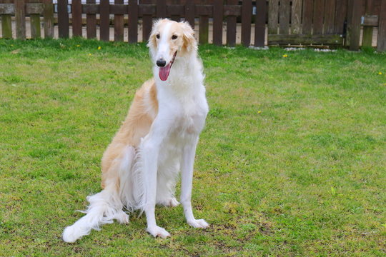 ボルゾイ 大型犬 Images Browse 77 Stock Photos Vectors And Video Adobe Stock