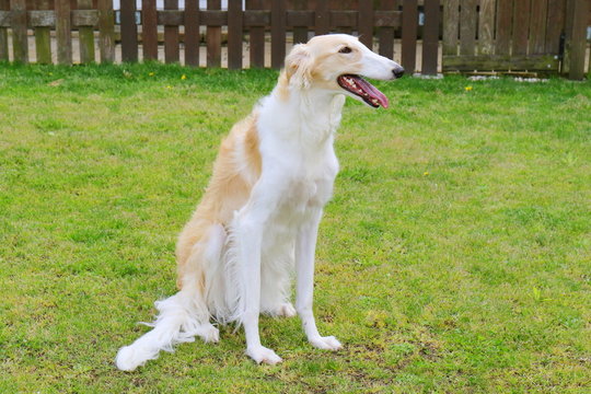 ボルゾイ 大型犬 Images Browse 77 Stock Photos Vectors And Video Adobe Stock
