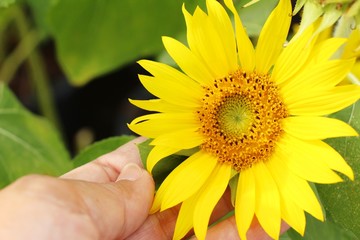 Fototapeta premium Sunflowers field at beautiful in the garden