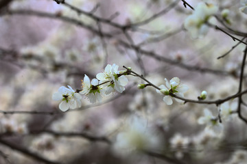 Apricot flowers blooming