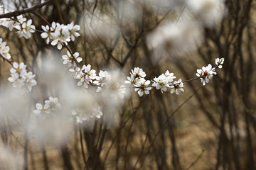 Apricot flowers blooming