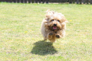 ノーフォークテリア