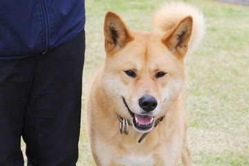 保護犬と人々（イメージ）