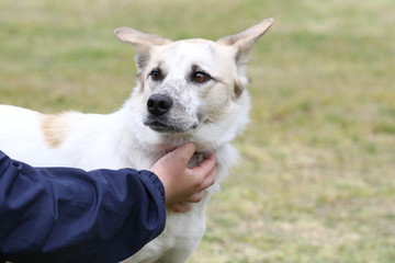 保護犬と人々（イメージ）