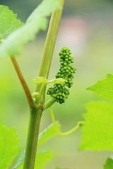 Obraz premium Fresh grapes new sprouting in the vineyard