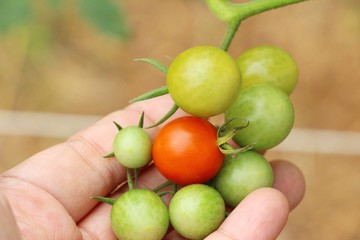 Fresh tomatoes on the tree in garden