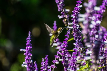 Humming Bird and Flower 1