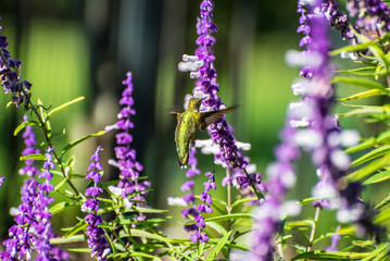 Hummingbird and Flower 4