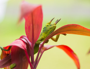 jackson's chameleon
