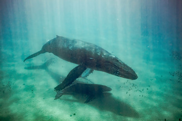 Obraz premium Humpback whales of Hawaii