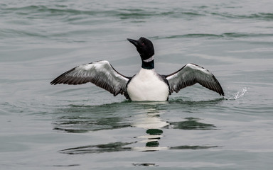 Common Loon (Gavia immer) male has striking black and white plumage in the springtime as he spreads wings in the blue bay, LBI, NJ