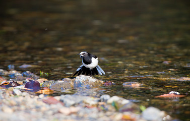 野鳥　セグロセキレイ　川辺で羽を乾かすセグロセキレイ  日本