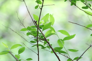 Naklejka premium 新緑