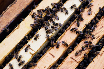 Close up of bees on wooden frames of hive in apiary, copy space background